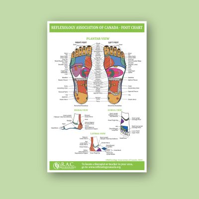 EN-foot-chart-reflexology-store-shop-11x17